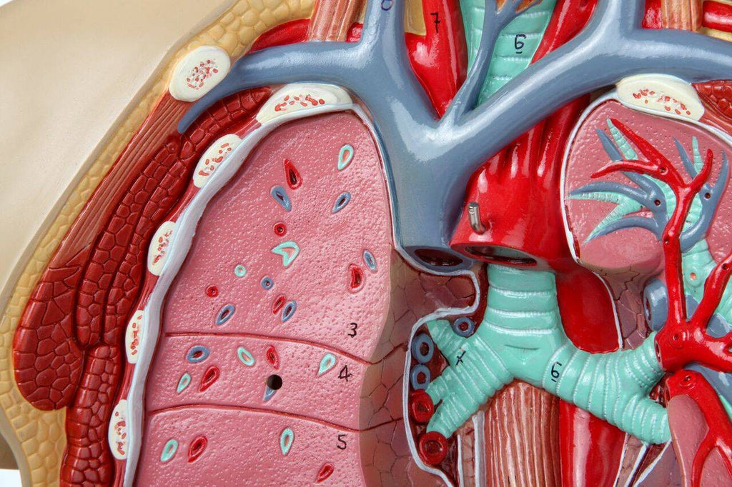 Evotech Scientific Premium Life-SizeTorso Unisex W/ Open Back, 85 cm, 17 Parts