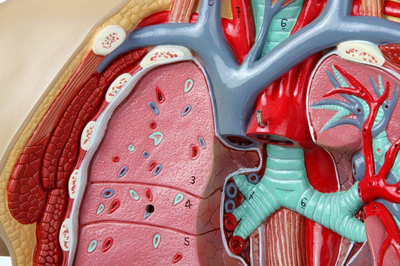 Evotech Scientific Premium Life-SizeTorso Unisex W/ Open Back, 85 cm, 17 Parts