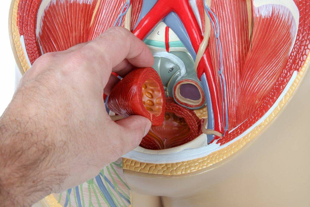 Evotech Scientific Premium Life-SizeTorso Unisex W/ Open Back, 85 cm, 17 Parts