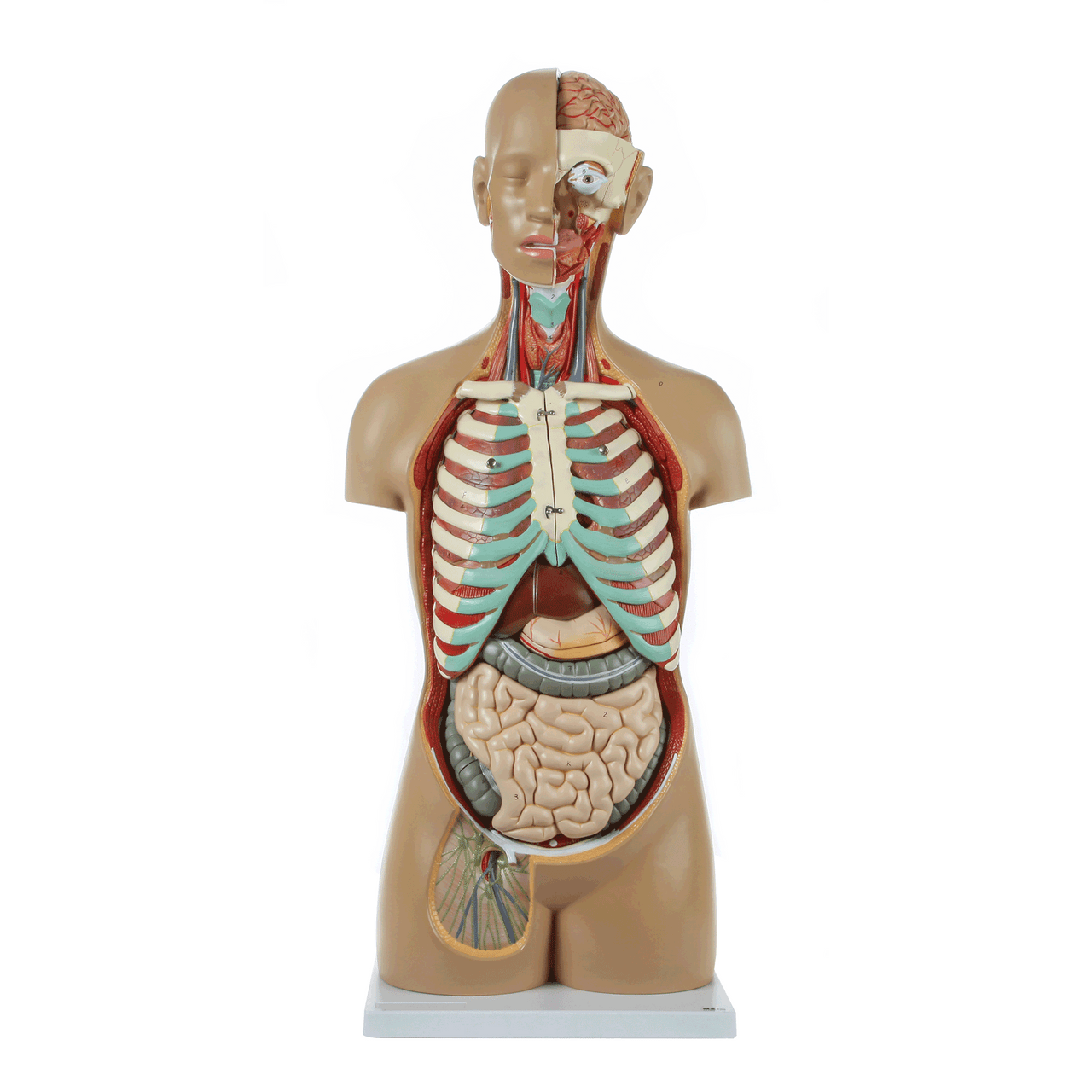 Evotech Scientific Premium Life-SizeTorso Unisex W/ Open Back, 85 cm, 17 Parts