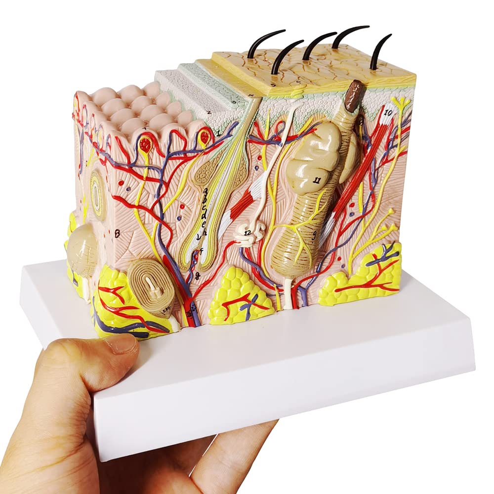 Evotech Skin Anatomical Model, 35X Enlarged Skin Layer Structure Anatomy Model with Hair for Science Classroom Study Teaching Display Medical Skin Markers
