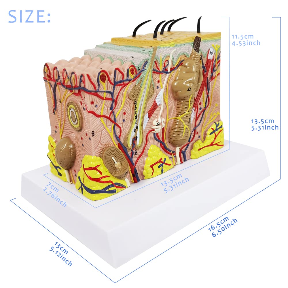 Evotech Scientific Skin Anatomical Model, 35X Enlarged Skin Layer Structure Anatomy Model with Hair