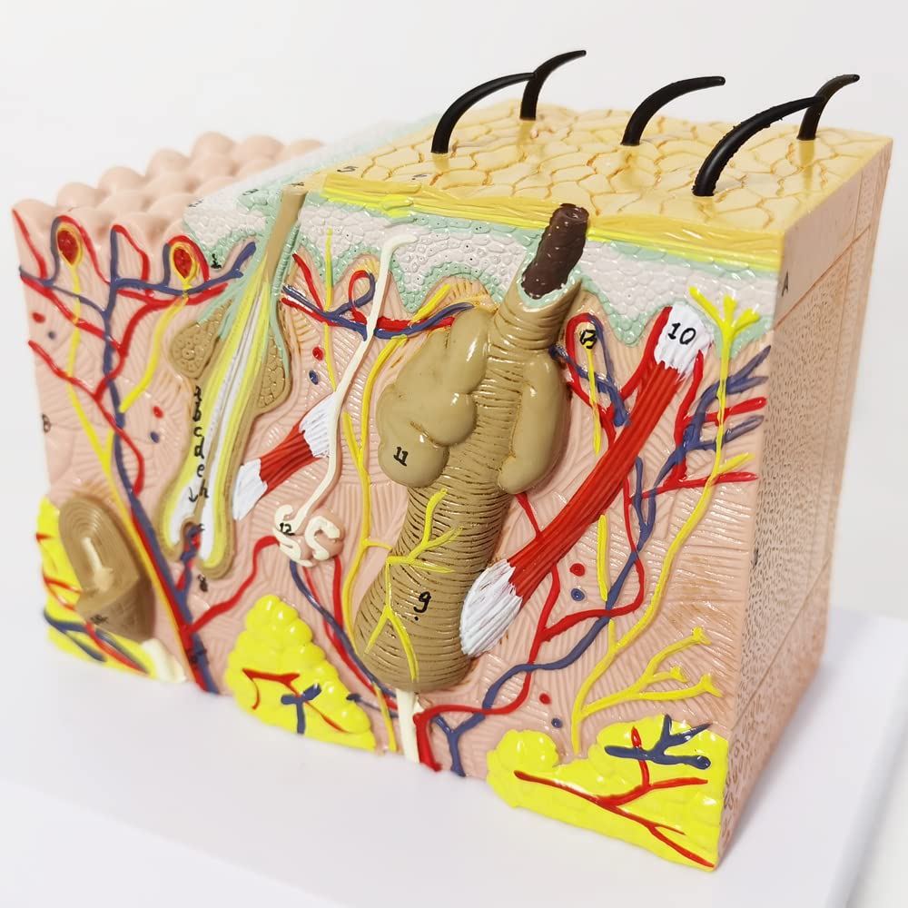 Skin Model Science Evotech Scientific Skin Anatomical Model, 35X Enlarged Skin Layer Stru ...