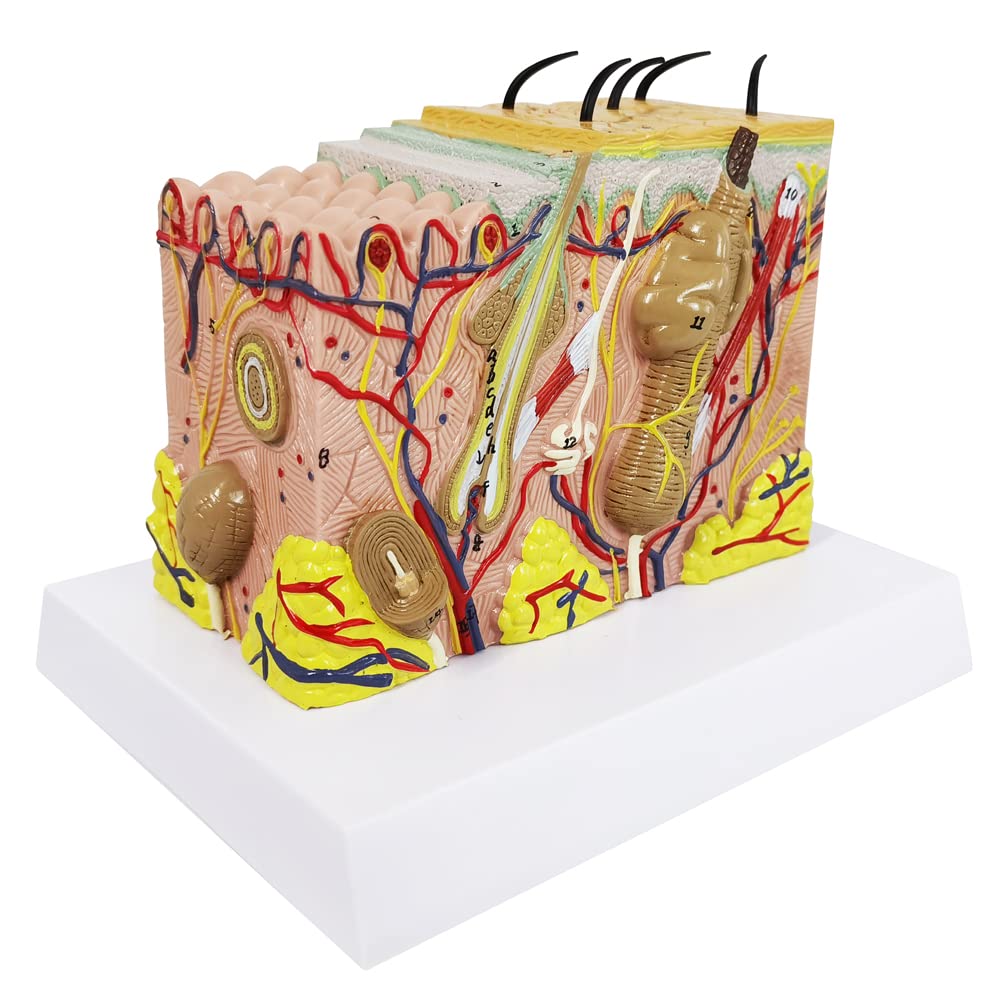 Evotech Scientific Skin Anatomical Model, 35X Enlarged Skin Layer Structure Anatomy Model with Hair