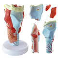 Evotech Scientific 2X Life Size Anatomy Model of Human Larynx Model 5 Parts