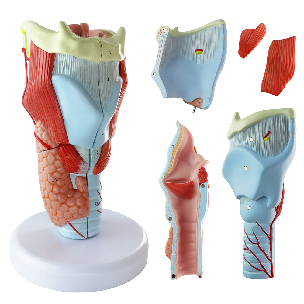 Evotech Scientific 2X Life Size Anatomy Model of Human Larynx Model 5 Parts