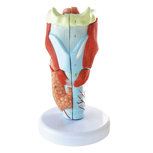 Evotech Scientific 2X Life Size Anatomy Model of Human Larynx Model 5 Parts