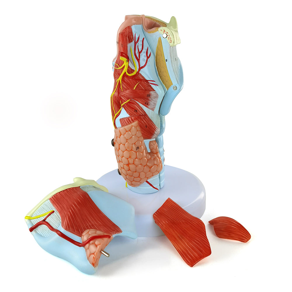 Evotech Scientific 2X Life Size Anatomy Model of Human Larynx Model 5 Parts