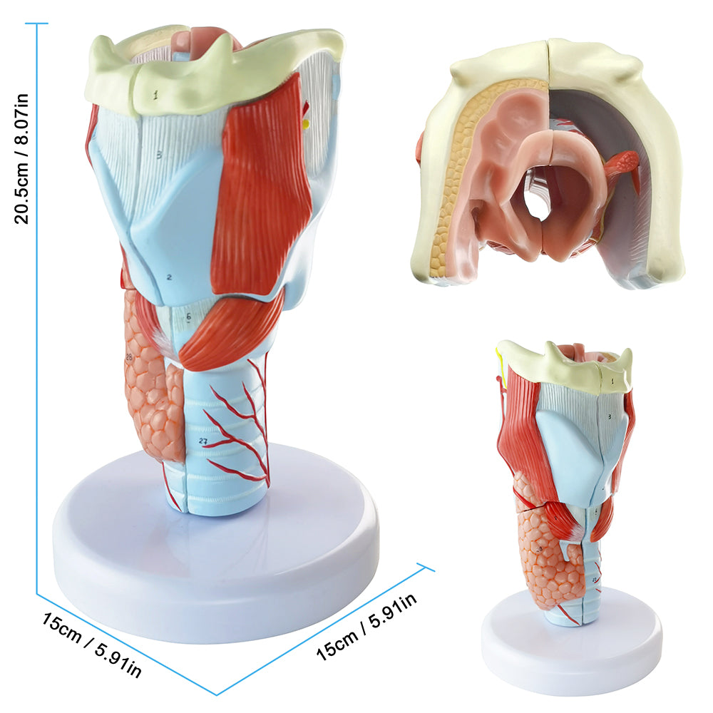 Evotech Scientific 2X Life Size Anatomy Model of Human Larynx Model 5 Parts