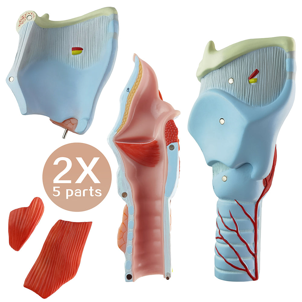 Evotech Scientific 2X Life Size Anatomy Model of Human Larynx Model 5 Parts