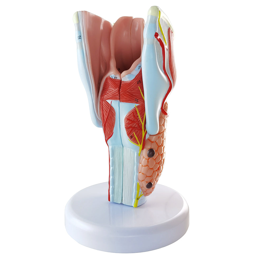 Evotech Scientific 2X Life Size Anatomy Model of Human Larynx Model 5 Parts