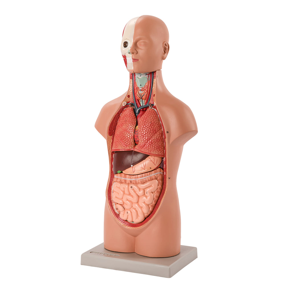 Evotech Scientific Half Size Human Torso, 50 cm, 12 Parts