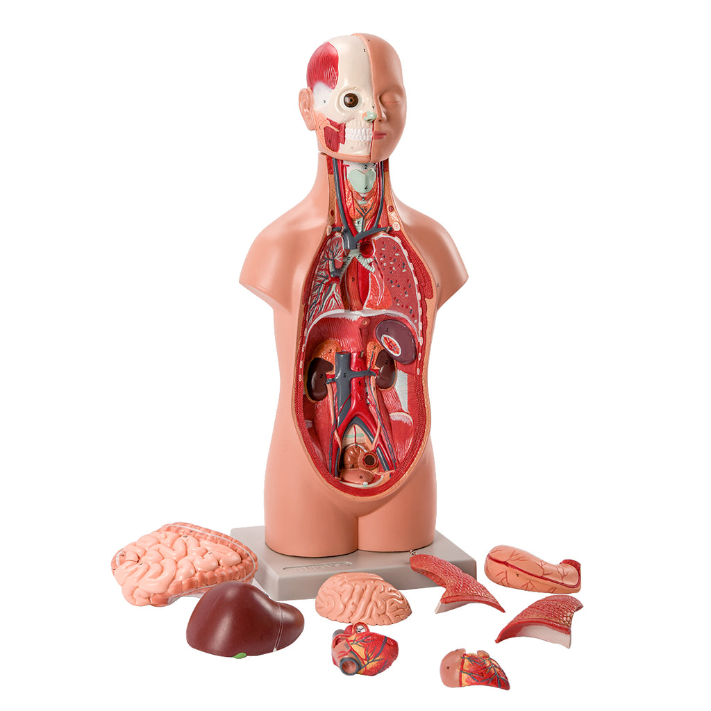 Evotech Scientific Half Size Human Torso, 50 cm, 12 Parts