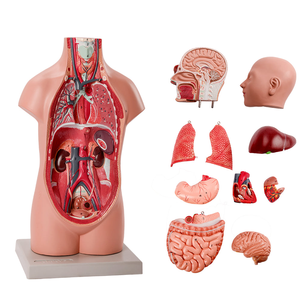 Evotech Scientific Half Size Human Torso, 50 cm, 12 Parts
