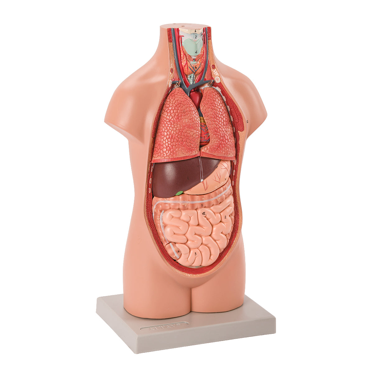 Evotech Scientific Half Size Human Torso, 50 cm, 12 Parts