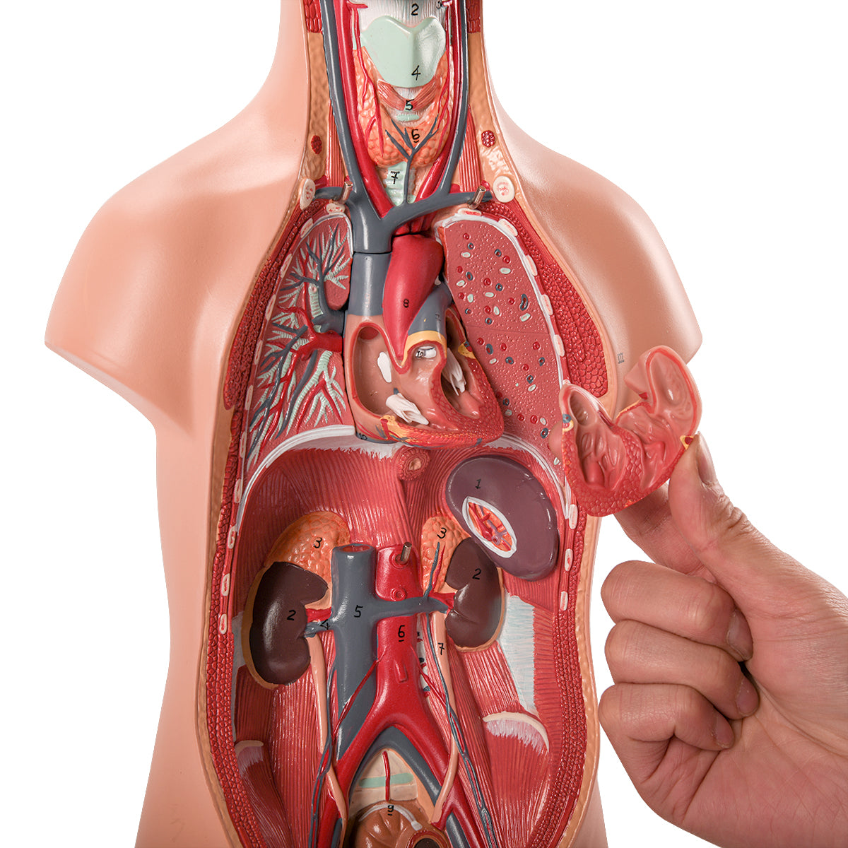 Evotech Scientific Half Size Human Torso, 50 cm, 12 Parts