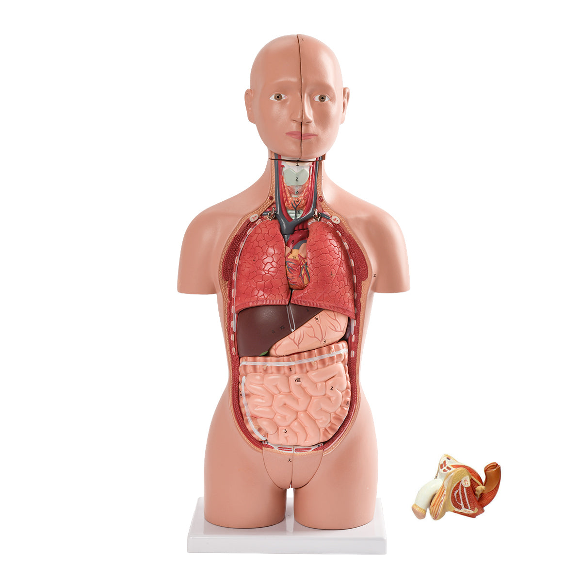 Evotech Scientific Half Size Human Torso Model Dual-Sex W/ Removable Organs, 50 cm, 16 Parts