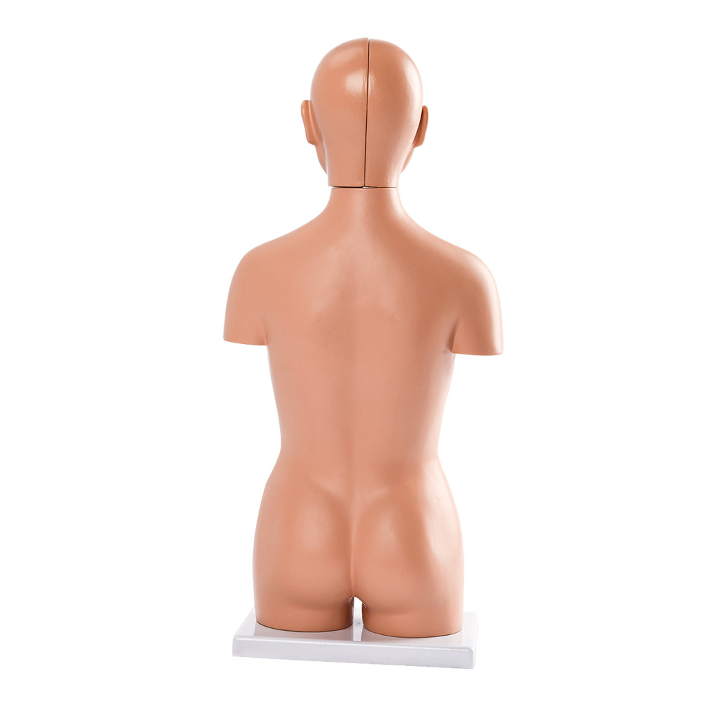 Evotech Scientific Half Size Human Torso Model Dual-Sex W/ Removable Organs, 50 cm, 16 Parts