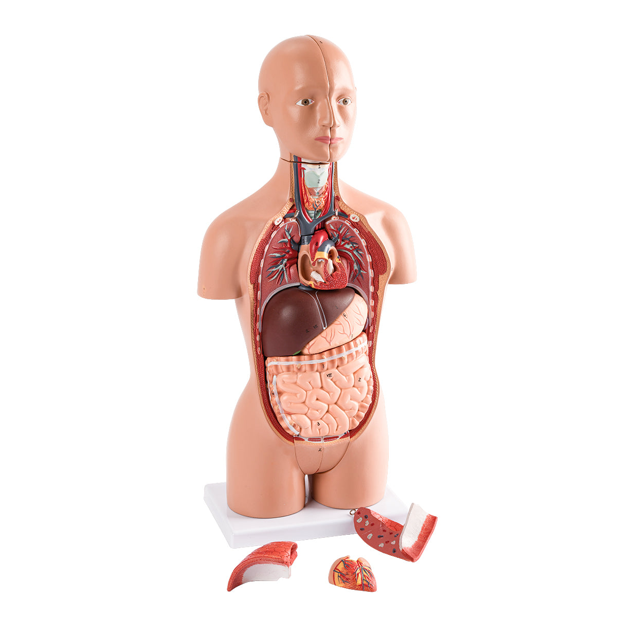 Evotech Scientific Half Size Human Torso Model Dual-Sex W/ Removable Organs, 50 cm, 16 Parts