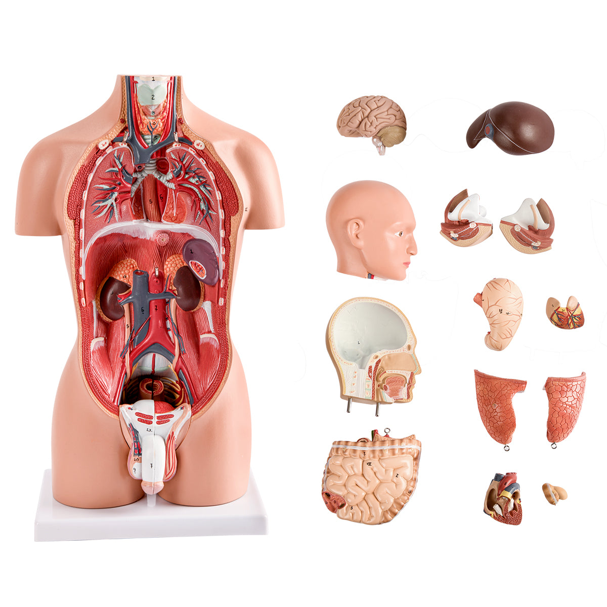 Evotech Scientific Half Size Human Torso Model Dual-Sex W/ Removable Organs, 50 cm, 16 Parts
