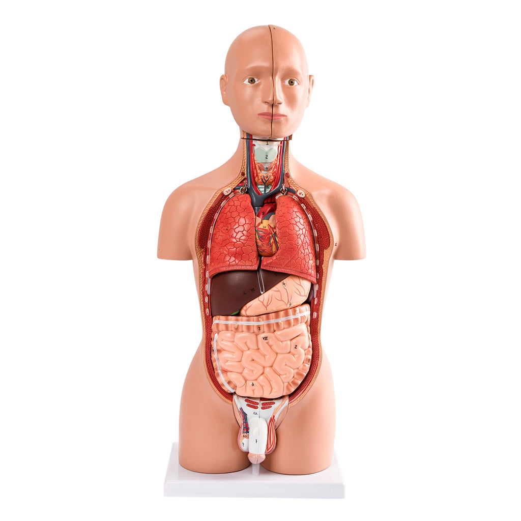 Evotech Scientific Half Size Human Torso Model Dual-Sex W/ Removable Organs, 50 cm, 16 Parts