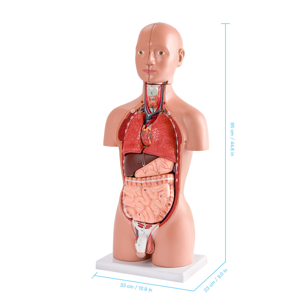 Evotech Scientific Half Size Human Torso Model Dual-Sex W/ Removable Organs, 50 cm, 16 Parts