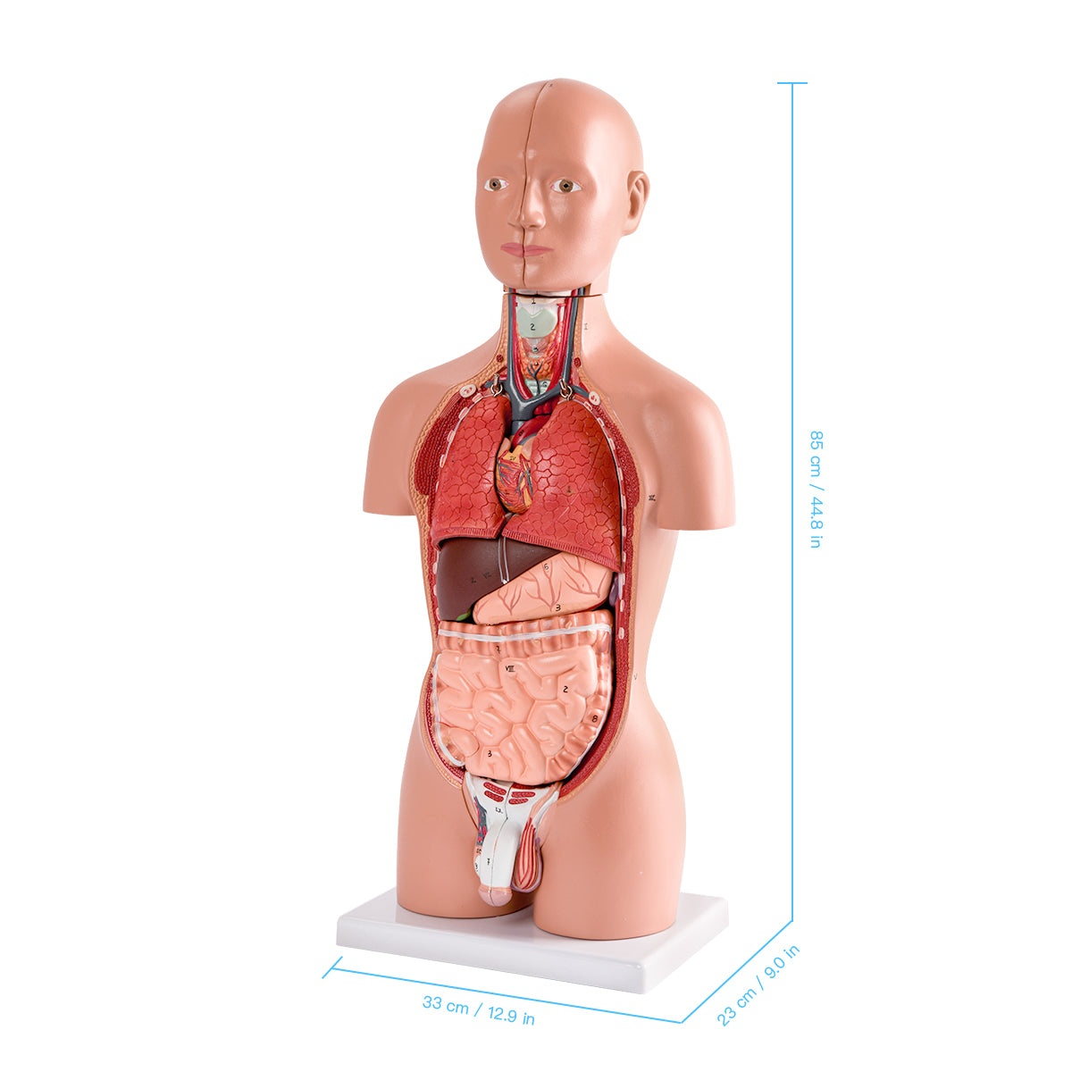 Evotech Scientific Half Size Human Torso Model Dual-Sex W/ Removable Organs, 50 cm, 16 Parts