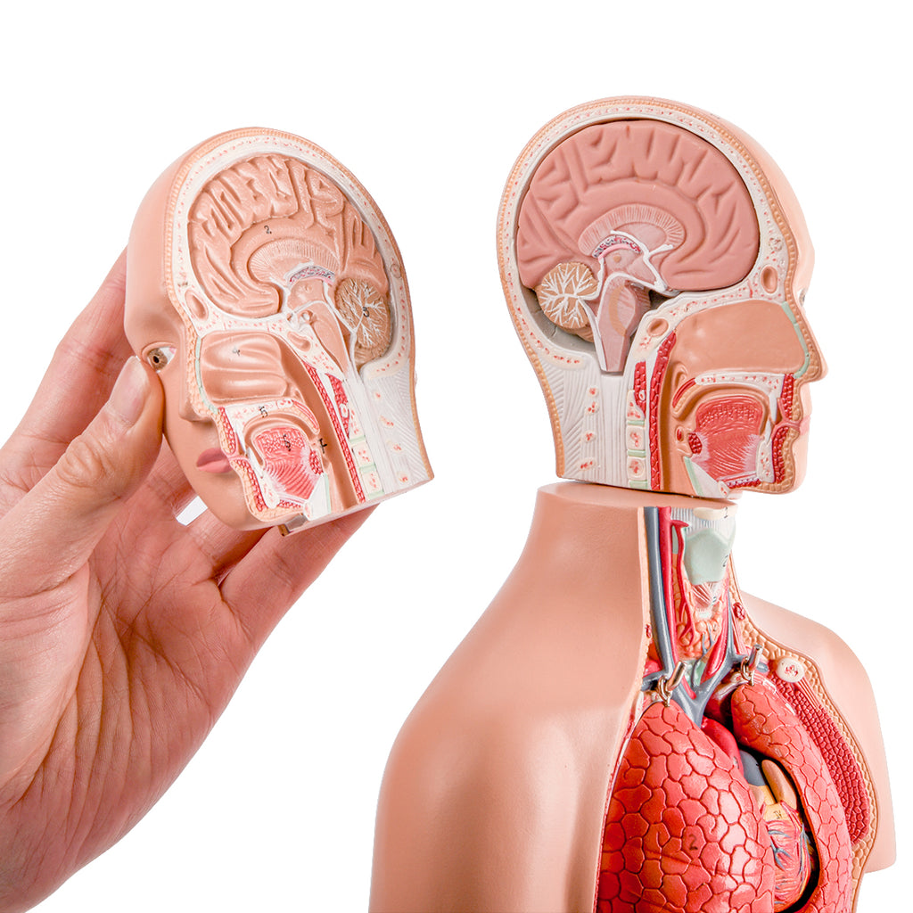 Evotech Scientific Half Size Human Torso Model Dual-Sex W/ Removable Organs, 50 cm, 16 Parts