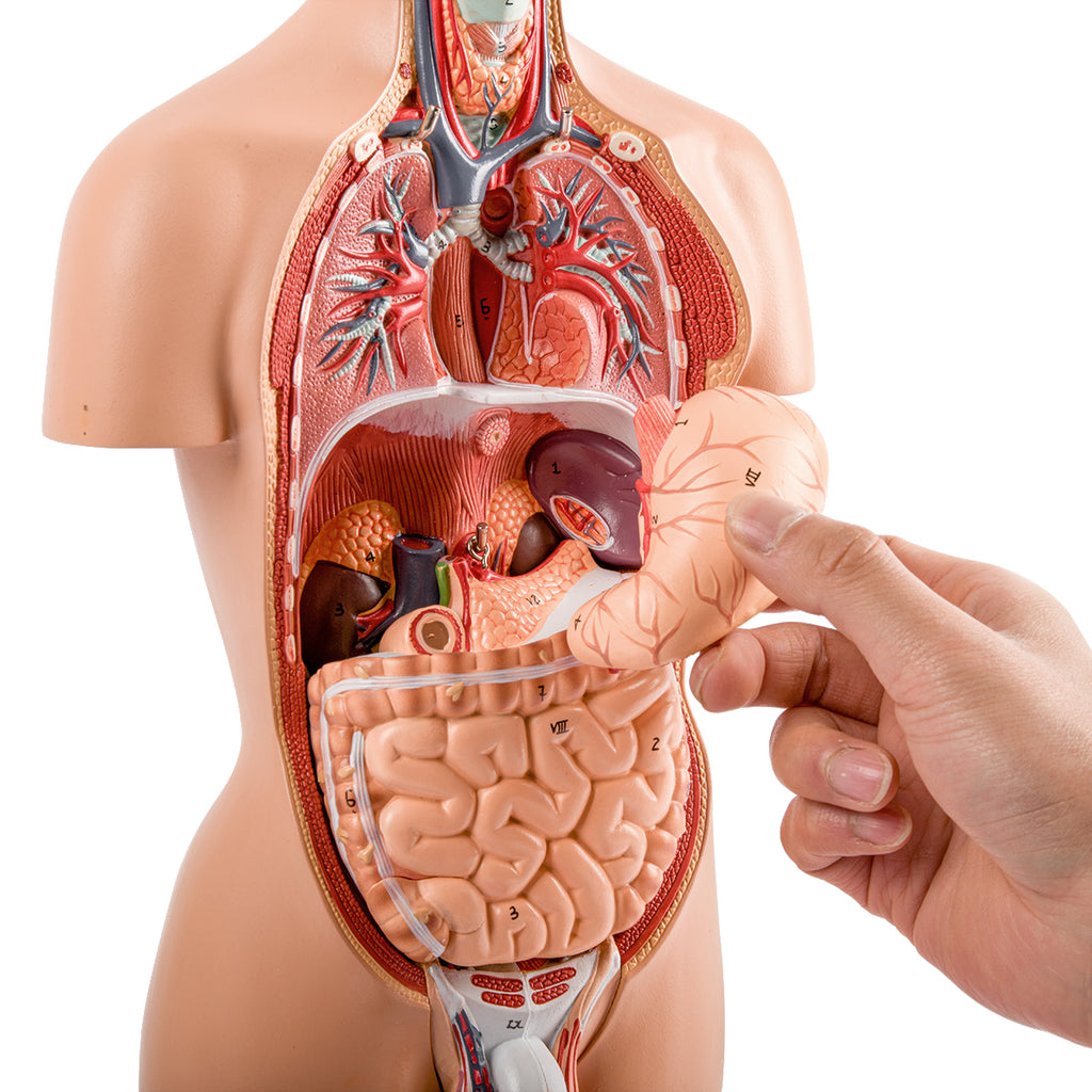 Evotech Scientific Half Size Human Torso Model Dual-Sex W/ Removable Organs, 50 cm, 16 Parts
