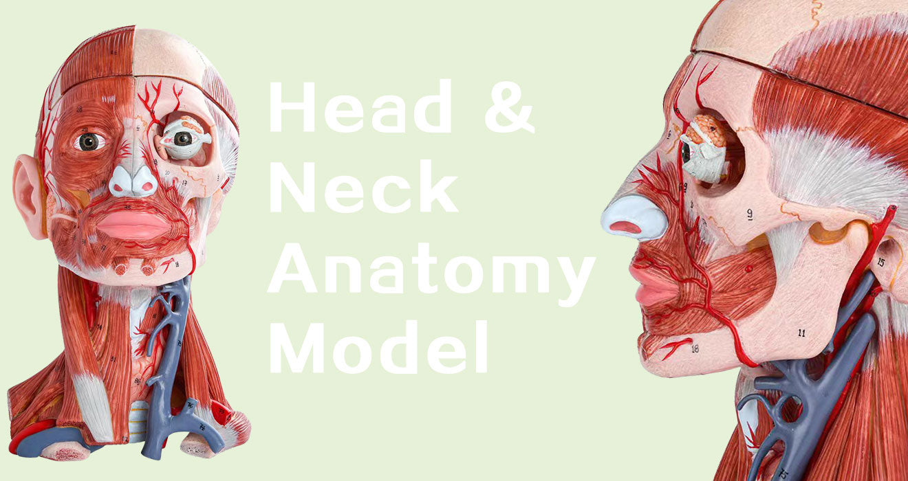 Head & Neck Anatomy Models