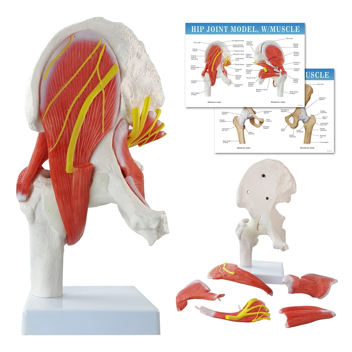 Hip-Joint-Model-with-Removable-Muscles-6-Parts-Life-Size-Human-Hip-Joint-Anatomy-Replica-of-Hip-Bone-Muscles-
