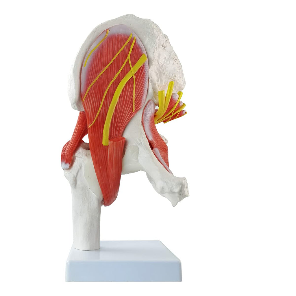 Evotech Scientific Hip Joint Model W/Removable Muscles, 6 Parts Life Size Human Hip Joint Anatomy Replica of Hip Bone Muscles