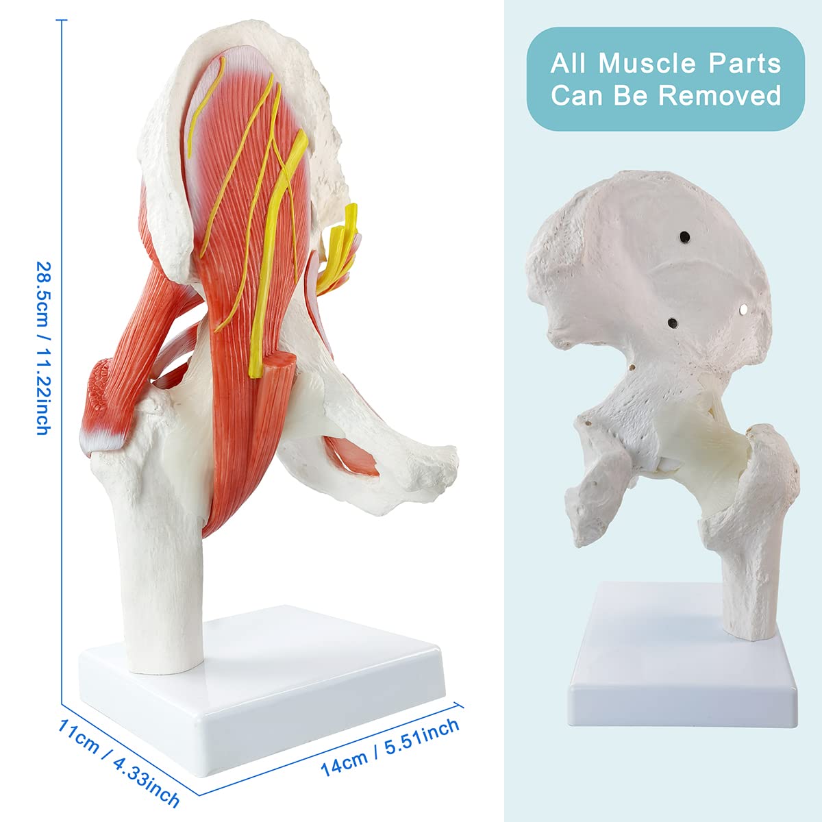 Evotech Scientific Hip Joint Model W/Removable Muscles, 6 Parts Life Size Human Hip Joint Anatomy Replica of Hip Bone Muscles