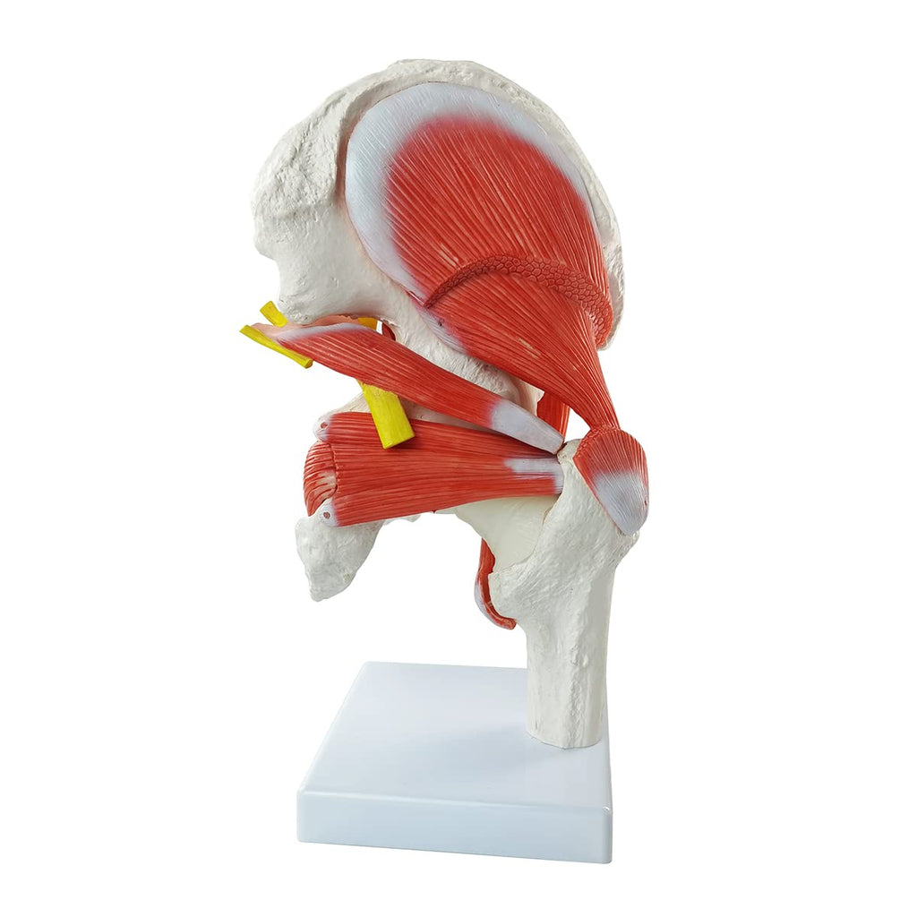 Evotech Scientific Hip Joint Model W/Removable Muscles, 6 Parts Life Size Human Hip Joint Anatomy Replica of Hip Bone Muscles