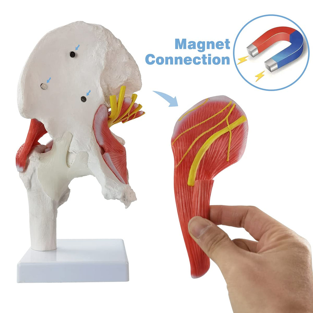 Evotech Scientific Hip Joint Model W/Removable Muscles, 6 Parts Life Size Human Hip Joint Anatomy Replica of Hip Bone Muscles