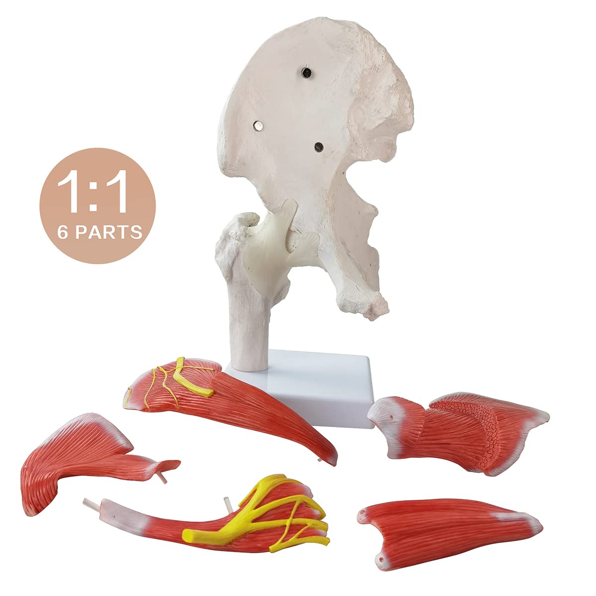 Hip-Joint-Model-with-Removable-Muscles-6-Parts-Life-Size-Human-Hip-Joint-Anatomy-Replica-of-Hip-Bone-Muscles-