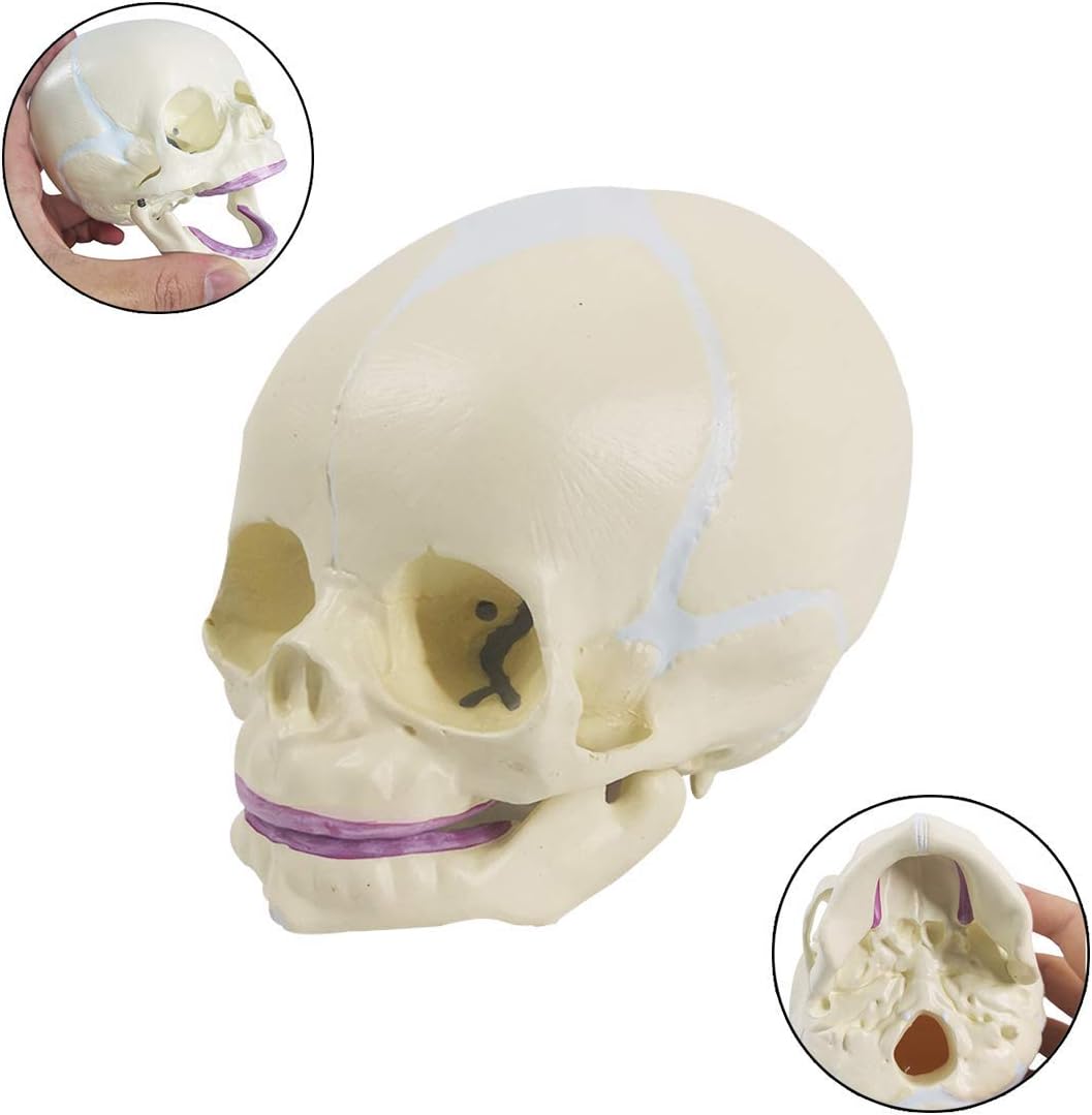 Evotech Scientific Human Infant Skull Model, Life Sized Fetus Skull, Anatomy Baby Skull Model