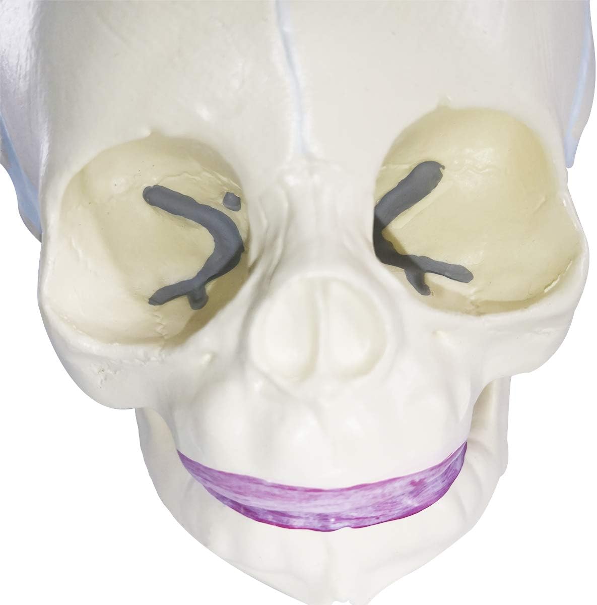 Evotech Scientific Human Infant Skull Model, Life Sized Fetus Skull, Anatomy Baby Skull Model