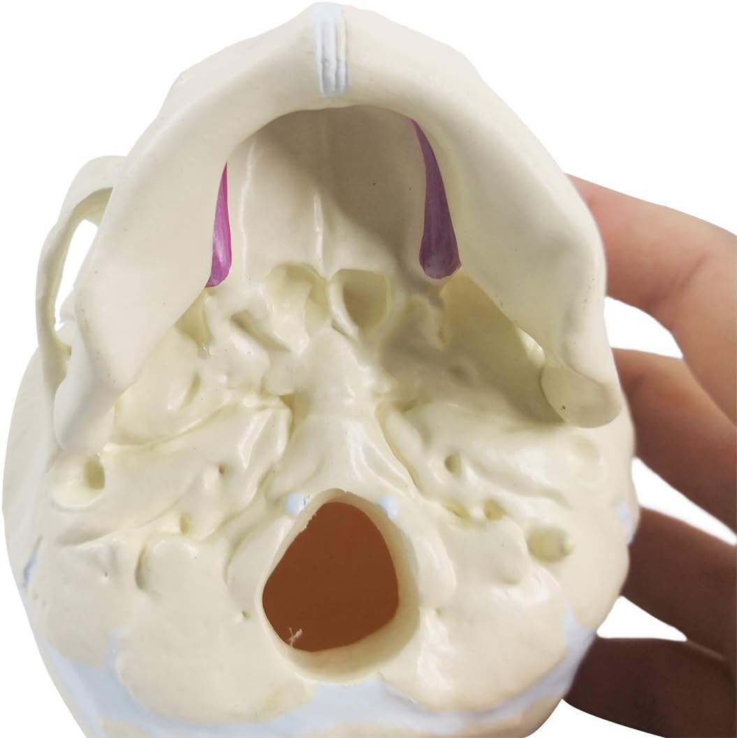 Evotech Scientific Human Infant Skull Model, Life Sized Fetus Skull, Anatomy Baby Skull Model