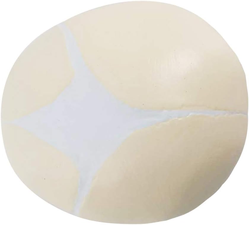 Evotech Scientific Human Infant Skull Model, Life Sized Fetus Skull, Anatomy Baby Skull Model