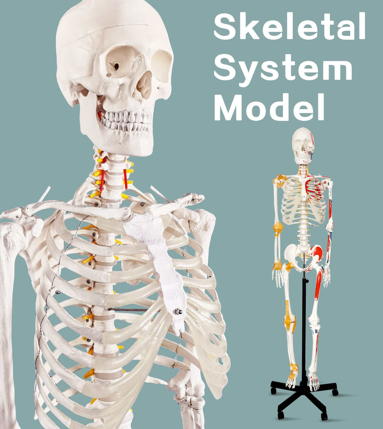 Human Skeletons Model