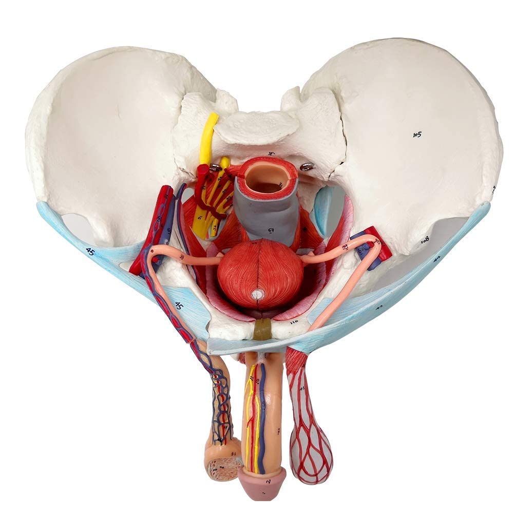Evotech Scientific Male Pelvis Model with Removable Organs, 11 Part Life Size Male Pelvic Floor Muscle Anatomical Model with Urinary and Reproductive System Magnetic Mounting