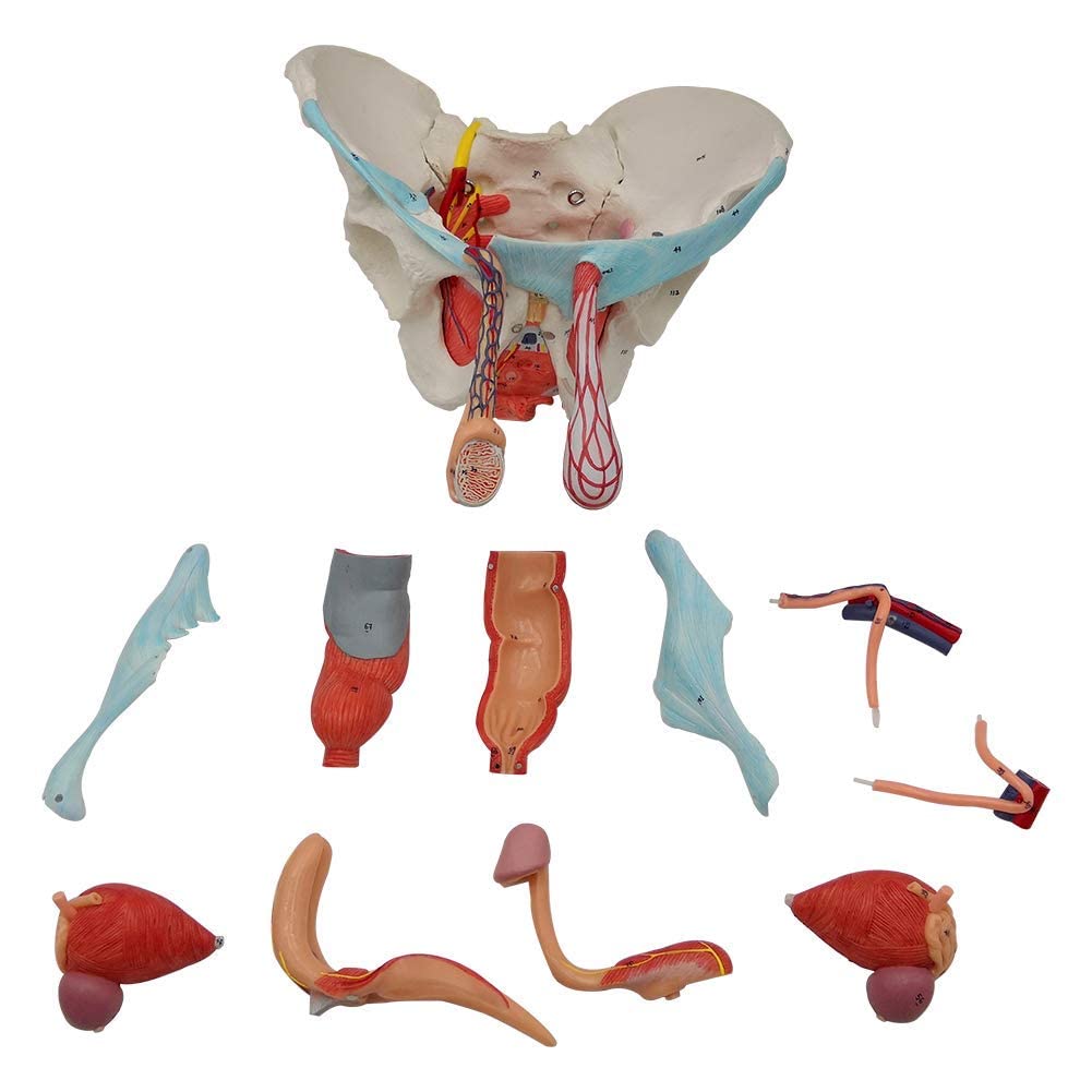 Evotech Scientific Male Pelvis Model with Removable Organs, 11 Part Life Size Male Pelvic Floor Muscle Anatomical Model with Urinary and Reproductive System Magnetic Mounting