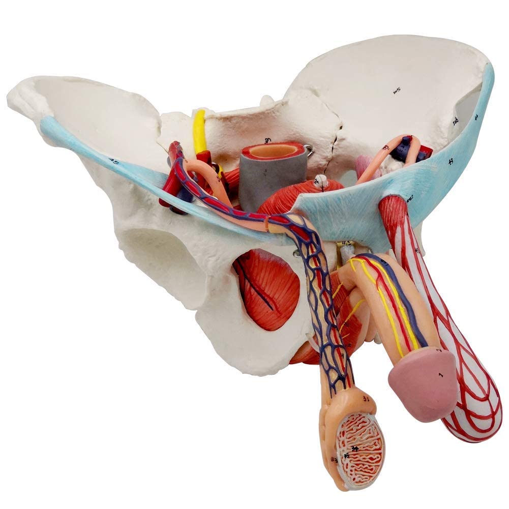 Evotech Scientific Male Pelvis Model with Removable Organs, 11 Part Life Size Male Pelvic Floor Muscle Anatomical Model with Urinary and Reproductive System Magnetic Mounting