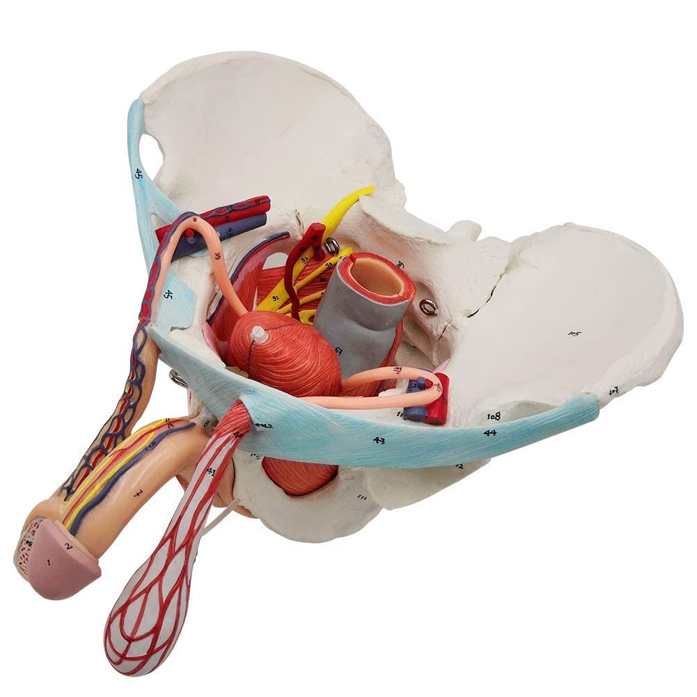 Evotech Scientific Male Pelvis Model with Removable Organs, 11 Part Life Size Male Pelvic Floor Muscle Anatomical Model with Urinary and Reproductive System Magnetic Mounting