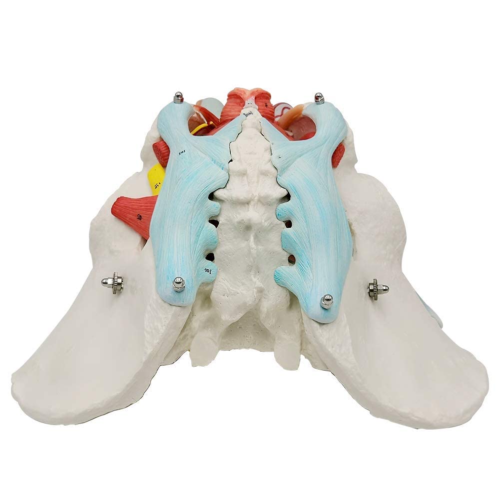 Evotech Scientific Male Pelvis Model with Removable Organs, 11 Part Life Size Male Pelvic Floor Muscle Anatomical Model with Urinary and Reproductive System Magnetic Mounting