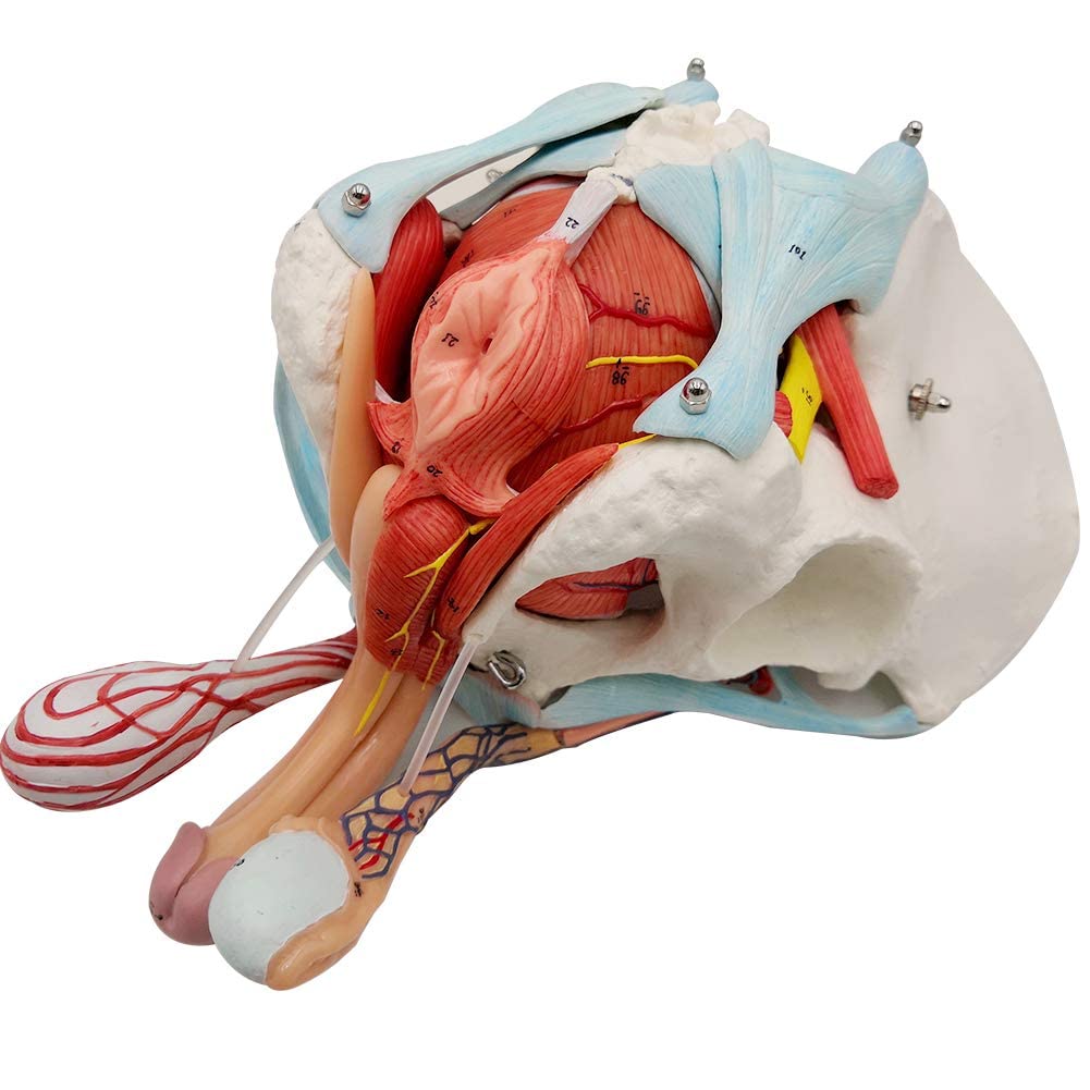 Evotech Scientific Male Pelvis Model with Removable Organs, 11 Part Life Size Male Pelvic Floor Muscle Anatomical Model with Urinary and Reproductive System Magnetic Mounting