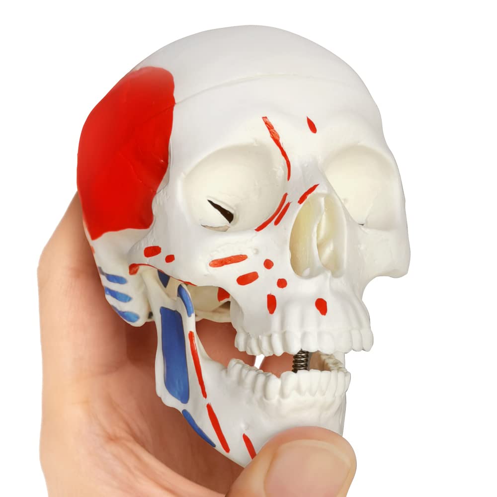 Mini Human Skull Model W/Muscle Insertion and Origin Painted, 3 Parts Palm-Sized Anatomy Skull Model with Removable Skull Cap & Full Set Teeth