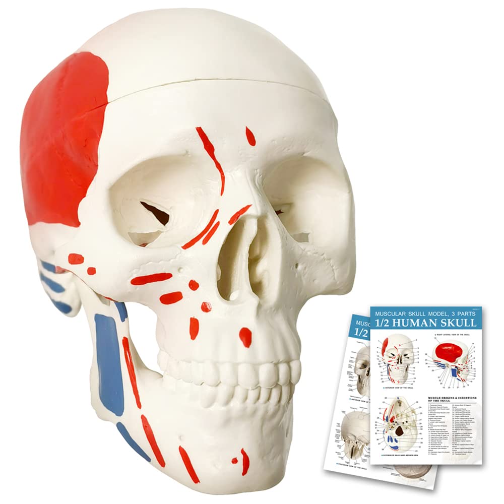 Mini Human Skull Model W/Muscle Insertion and Origin Painted, 3 Parts Palm-Sized Anatomy Skull Model with Removable Skull Cap & Full Set Teeth