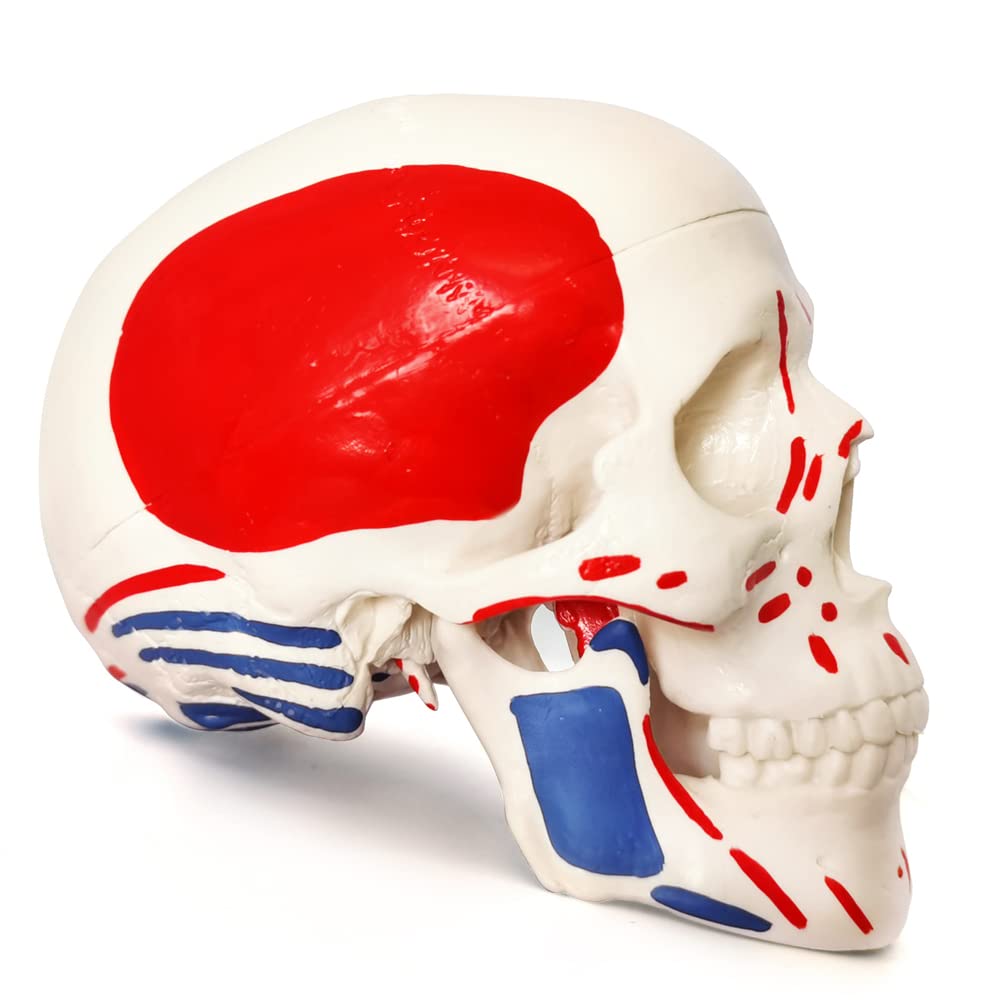 Mini Human Skull Model W/Muscle Insertion and Origin Painted, 3 Parts Palm-Sized Anatomy Skull Model with Removable Skull Cap & Full Set Teeth